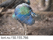 Peacock in a cage, colorful bird. Стоковое фото, агентство Ingram Publishing / Фотобанк Лори