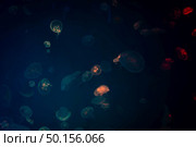 Sea Moon jellyfish with blue light background. Стоковое фото, агентство Ingram Publishing / Фотобанк Лори