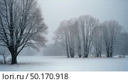Snowy landscape with trees standing in the foreground, the background is foggy, creating a depth effect, the light is su. Стоковое AI-видео, аниматор Sergey Grishin / Фотобанк Лори