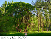 Arboretum of the Botanical Garden. Стоковое фото, фотограф ArhSib / Фотобанк Лори