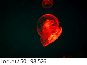 Sea Moon jellyfish with blue light background. Стоковое фото, агентство Ingram Publishing / Фотобанк Лори