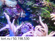 Amazing coral reef aquarium moment. Стоковое фото, агентство Ingram Publishing / Фотобанк Лори