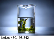 Algae seaweed in science experiments, laboratory research. Стоковое фото, агентство Ingram Publishing / Фотобанк Лори