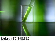 algae research in laboratories, biotechnology science concept. Стоковое фото, агентство Ingram Publishing / Фотобанк Лори