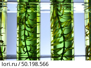 Algae seaweed in science experiments, laboratory research. Стоковое фото, агентство Ingram Publishing / Фотобанк Лори