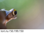 Common tree frog Polypedates leucomystax in terrarium. Стоковое фото, агентство Ingram Publishing / Фотобанк Лори