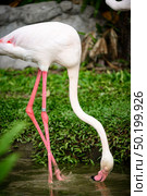 pink flamingo : the Greater Flamingo is the most common and widespread member of the flamingo family. Стоковое фото, агентство Ingram Publishing / Фотобанк Лори