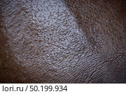 Hippo skin texture background, Hippopotamus. Стоковое фото, агентство Ingram Publishing / Фотобанк Лори