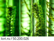 Photobioreactor in Algae fuel biofuel industry, sustainable energy concept. Стоковое фото, агентство Ingram Publishing / Фотобанк Лори