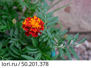 Бархатцы "Хохлома красные" низкорослые бордюрные (лат. Tagetes) Стоковое фото, фотограф Лариса Веселова / Фотобанк Лори