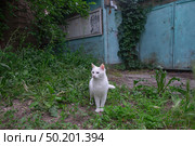 Белый кот. Стоковое фото, фотограф Лариса Веселова / Фотобанк Лори