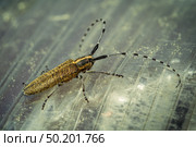 A Golden-bloomed Grey Longhorn Beetle Agapanthia villosoviridescens perching on a plexiglass surface. Стоковое фото, фотограф Camptoloma / Фотобанк Лори