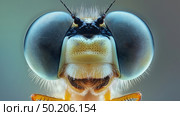 Detailed close-up of a vibrant dragonfly showcasing intricate eye. Стоковое AI-изображение, AI-художник Михаил Коханчиков / Фотобанк Лори