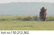 Зубр европейский дикие животные, Bison bonasus. Стоковое видео, видеограф Дмитрий Якубович / Фотобанк Лори