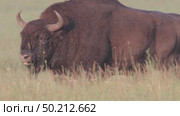 Зубр европейский дикие животные, Bison bonasus. Стоковое видео, видеограф Дмитрий Якубович / Фотобанк Лори