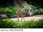 A zebra in a cage, African wildlife. Стоковое фото, агентство Ingram Publishing / Фотобанк Лори