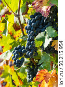 Vineyards on the field. Grapes with vine and leaves in sunny weather. Стоковое фото, агентство Ingram Publishing / Фотобанк Лори