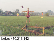Paddy rice field in Thailand. Стоковое фото, агентство Ingram Publishing / Фотобанк Лори