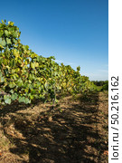 Vineyard at Moncao in the Minho region, Portugal. Стоковое фото, агентство Ingram Publishing / Фотобанк Лори