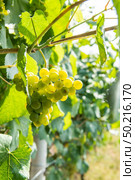 Vineyards on the field. Grapes with vine and leaves in sunny weather. Стоковое фото, агентство Ingram Publishing / Фотобанк Лори