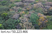 Aerial View of Lush Green Jungle, Dense Rainforest from Above, Tropical Forest Drone Footage, Lush Canopy Aerial View Aerial Shot of Dense Tropical Forest. Стоковое видео, видеограф ALEJANDRO PEREZ ALVARES / Фотобанк Лори
