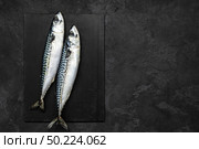 Mackerel. Fresh raw fish, top view, flat lay. Стоковое фото, агентство Ingram Publishing / Фотобанк Лори