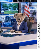 Koala news anchor in blue suit at busy tv studio desk. Стоковое AI-изображение, AI-художник Olga Didraga / Фотобанк Лори