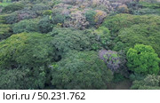 Lush Tropical Rainforest from Above, Drone Footage of Dense Amazon Jungle, Amazon Forest Aerial Drone Shot. Стоковое видео, видеограф ALEJANDRO PEREZ ALVARES / Фотобанк Лори