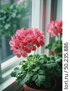 Vibrant pink geraniums blossom gracefully, soaking in the warm sunlight streaming through the window, adding life to a charming indoor garden setting Generative AI. Стоковое AI-изображение, AI-художник Юлия Петровская / Фотобанк Лори
