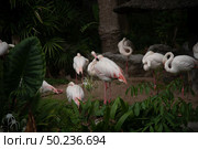 pink flamingo : the Greater Flamingo is the most common and widespread member of the flamingo family. Стоковое фото, агентство Ingram Publishing / Фотобанк Лори