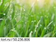 Macro of raindrop. Composition of nature. Стоковое фото, агентство Ingram Publishing / Фотобанк Лори