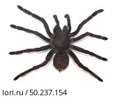 black curly-hair tarantula Brachypelma albopilosum isolated. Стоковое фото, агентство Ingram Publishing / Фотобанк Лори