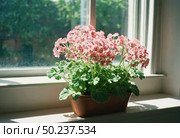 Pink geraniums bloom vibrantly in a terracotta planter on a sunny windowsill, their delicate petals catching the light and enhancing the warmth of the room Generative AI. Стоковое AI-изображение, AI-художник Юлия Петровская / Фотобанк Лори