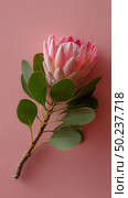 Beautiful protea flower with green leaves against a pink background showcasing nature's elegance in a vibrant setting. Стоковое AI-изображение, AI-художник Сергей Толмачёв / Фотобанк Лори