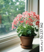 A pot of flourishing pink geraniums sits gracefully on a windowsill, basking in the warm sunlight, creating a serene and inviting atmosphere indoors Generative AI. Стоковое AI-изображение, AI-художник Юлия Петровская / Фотобанк Лори