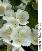 A bouquet of white jasmine flowers with yellow centers. Стоковое фото, фотограф Ярославский Максим / Фотобанк Лори