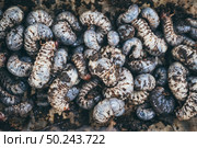 Beetles larvae, texture background of Beetles larvae. Стоковое фото, агентство Ingram Publishing / Фотобанк Лори