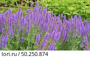 Close-up of an ornamental garden plant woodland sage (Salvia nemorosa) Стоковое видео, видеограф Алексей Кузнецов / Фотобанк Лори