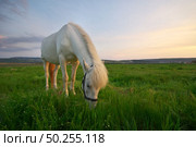 White horse standing on a green field. Nature composition. Стоковое фото, агентство Ingram Publishing / Фотобанк Лори