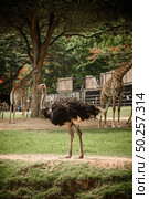 Adult ostriches in natural areas. Стоковое фото, агентство Ingram Publishing / Фотобанк Лори
