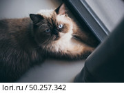 cat sitting alone and look out at the door, himalayan cat. Стоковое фото, агентство Ingram Publishing / Фотобанк Лори