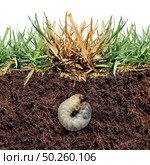 Lawn grub damage as chinch larva damaging grass roots causing a brown patch disease in the turf as a composite image isolated on a white background. Стоковое фото, агентство Ingram Publishing / Фотобанк Лори