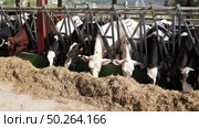 Cows pick up fresh hay with their lips, chew straw. Стоковое видео, видеограф Яков Филимонов / Фотобанк Лори