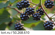 Macro video of fresh blackberries growing on the bush in summer. Perfect for themes like harvest, gardening, or healthy food. Стоковое AI-видео, аниматор Башкирова Анна / Фотобанк Лори