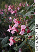 Impatiens glandulifera Royle (семейство Balsaminaceae) - Недотрога желёзконосная. Цветущее растение в природных условиях. Стоковое фото, фотограф Евгений Мухортов / Фотобанк Лори