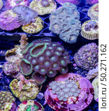 This is a branching torch coral, Euphyllia glabrescens. Стоковое фото, агентство Ingram Publishing / Фотобанк Лори