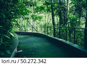 Earth Day concept with tropical forest background, natural sence with canopy tree in the wild. Стоковое фото, агентство Ingram Publishing / Фотобанк Лори