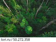 Earth Day concept with tropical forest background, natural sence with canopy tree in the wild. Стоковое фото, агентство Ingram Publishing / Фотобанк Лори