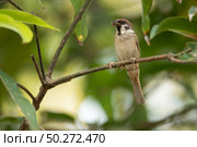 small bird living in the nature, common bird around the home. Стоковое фото, агентство Ingram Publishing / Фотобанк Лори