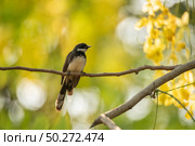 small bird living in the nature, common bird around the home. Стоковое фото, агентство Ingram Publishing / Фотобанк Лори